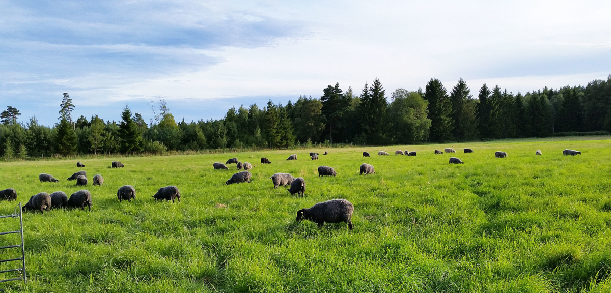Betande lamm på Gotland Rommunds fårgård