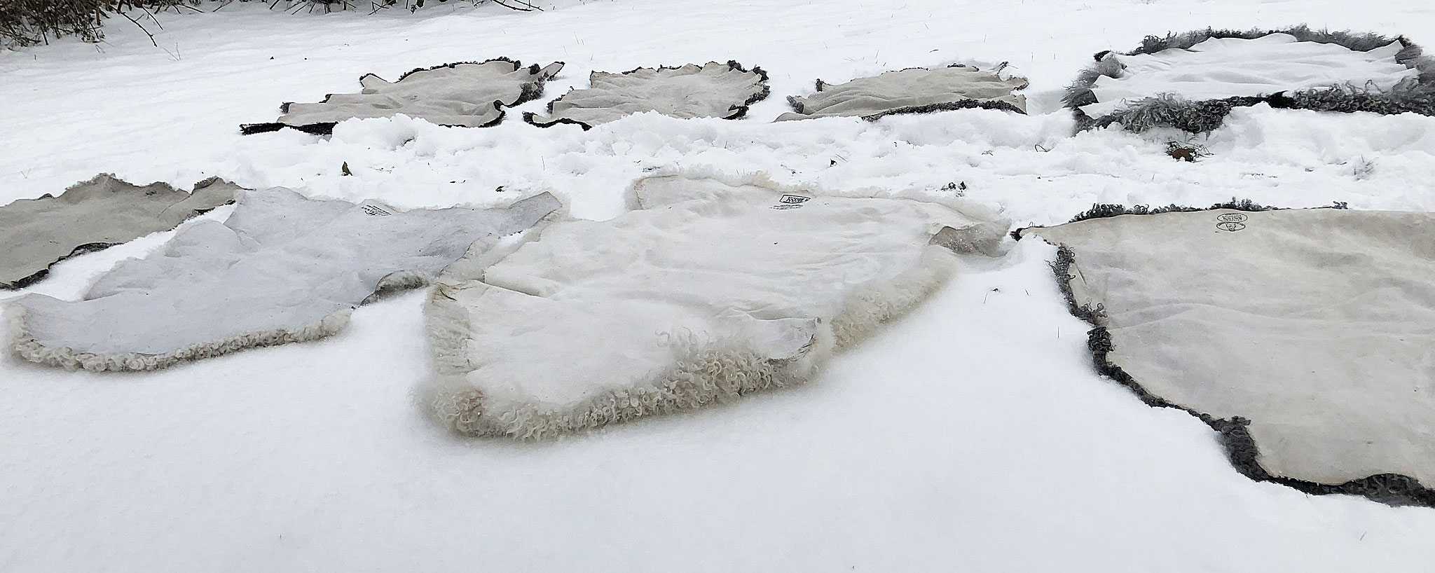 Tvättråd av fårskinn samt skötsel från Rommunds fårgård på Gotland. Bilden visar fårskinn som tvättas i snö.